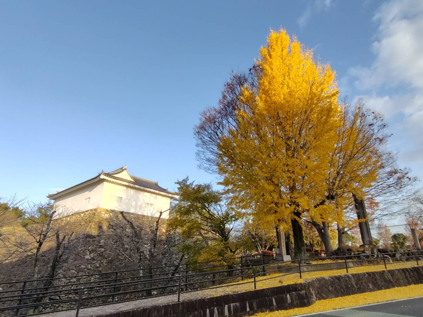 亀山城跡大イチョウ 亀山城跡大イチョウ