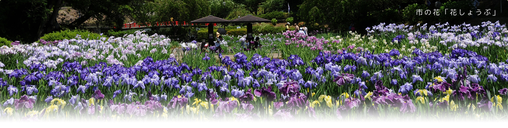 市の花「花しょうぶ」