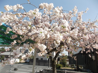 園庭の八重桜