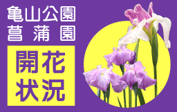 菖蒲園開花状況