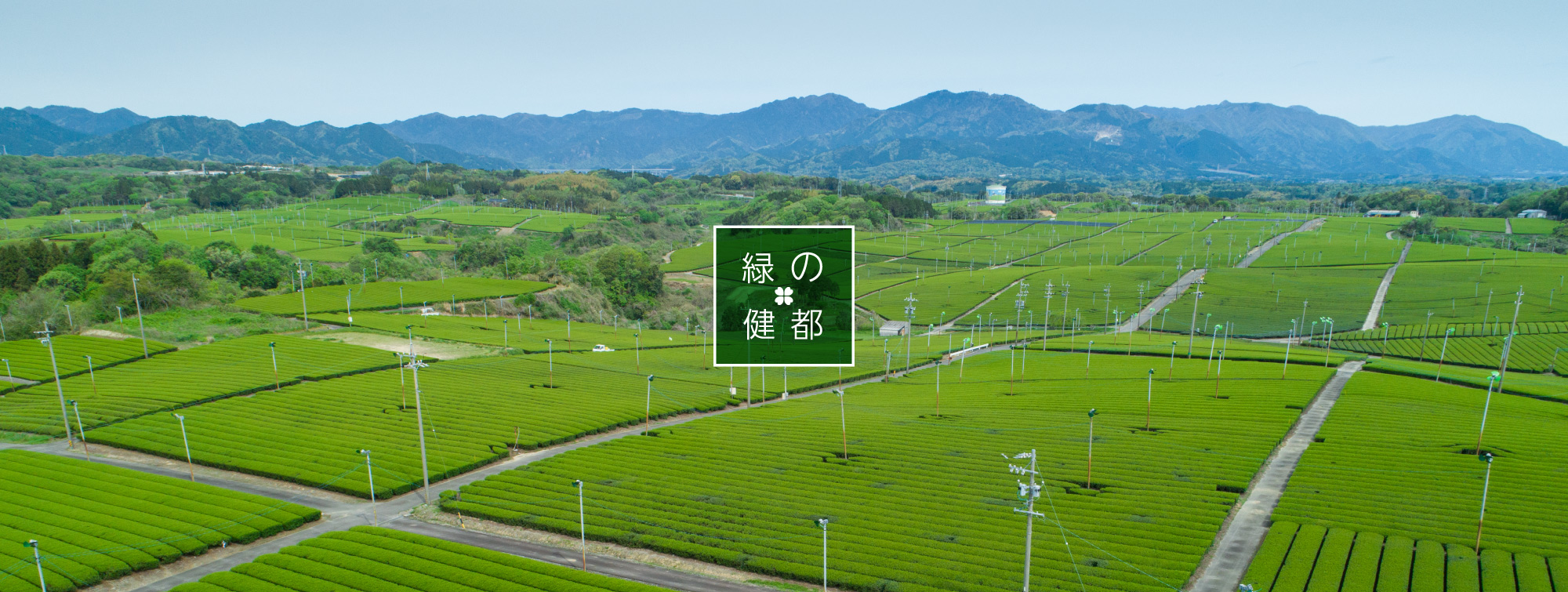 茶畑（中の山パイロット）の風景