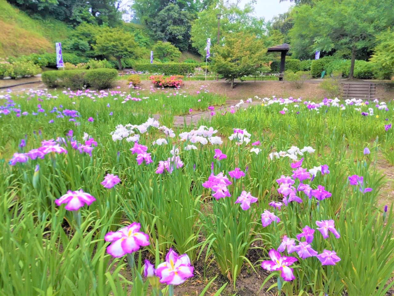 花しょうぶ（亀山公園花菖蒲園）