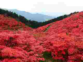 葛城山（御所市）山つつじ