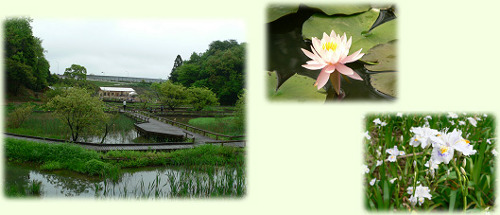 みちくさの風景