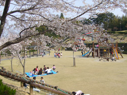 亀山公園（桜）