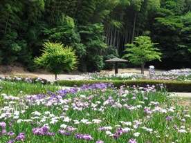 亀山公園（花しょうぶ）