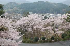 観音山公園（桜）