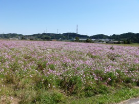 関町木崎（コスモス）