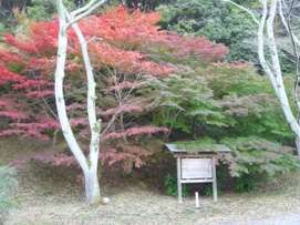 正法寺山荘跡（もみじ）