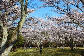 正法寺山荘跡（桜）