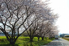 太岡寺畷（桜）