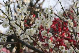 うぐいすの森（梅）