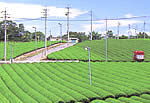 亀山青空お茶まつり 亀山青空お茶まつり