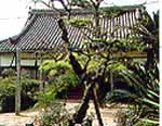 瑞光寺権現柿 瑞光寺権現柿