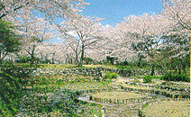 正法寺山荘跡（桜）