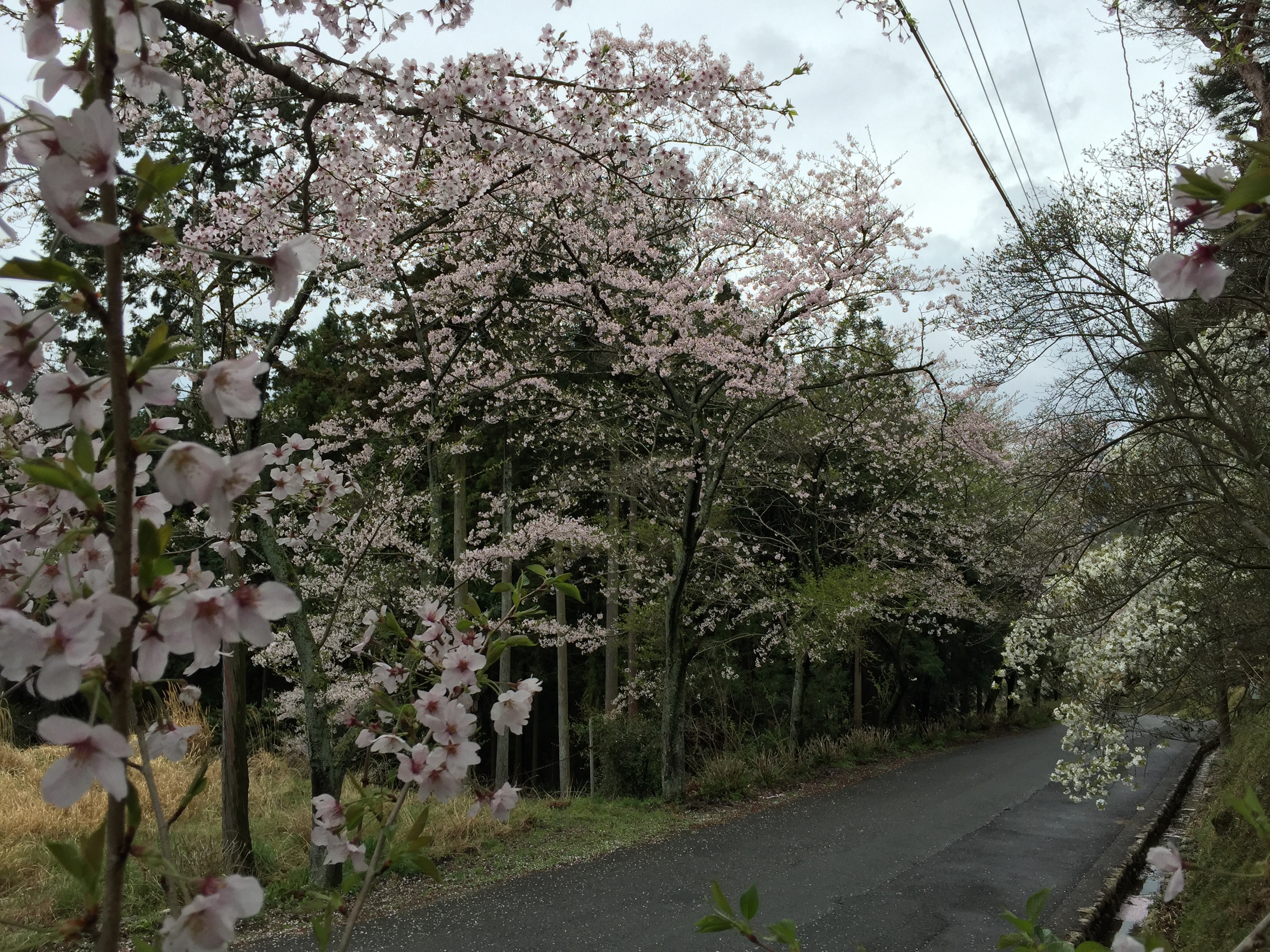 桜2