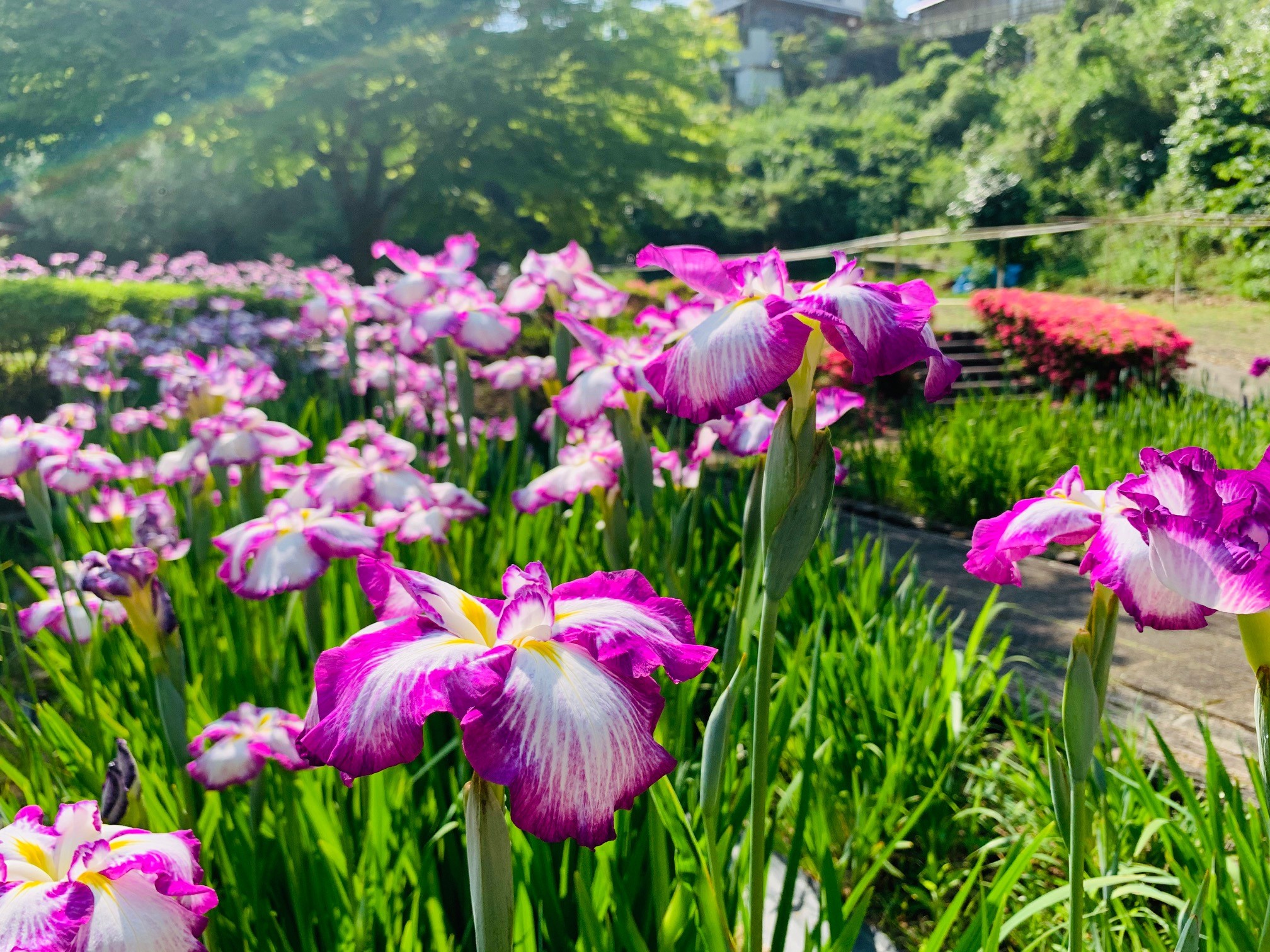 花しょうぶ園