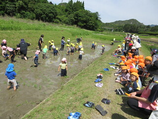 田植え4