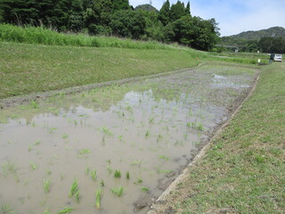 田植え6