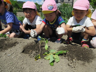 芋苗5