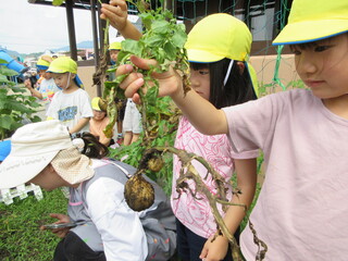 野菜7