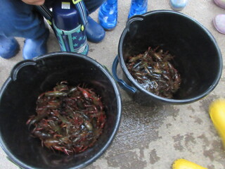 ザリガニ釣り４