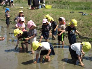 田植え８