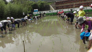 田植え