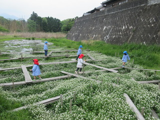 クレソンの花畑