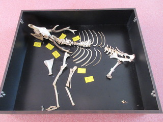骨格標本完成