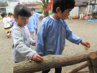ひのこの菌打ち