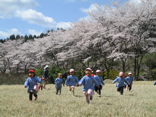 満開の桜の傍で遊ぶ子どもたち！