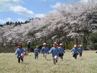 満開の桜の傍で遊ぶ子どもたち！