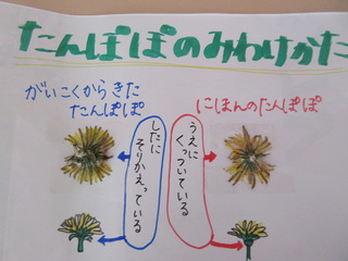 日本タンポポと西洋タンポポの違いは？