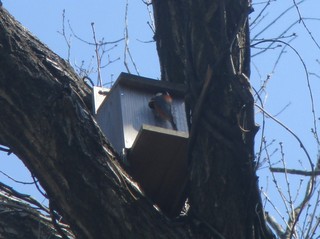 巣箱に入るヤマガラ