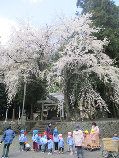 立派な枝垂れ桜