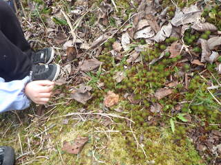 こびとのおうち