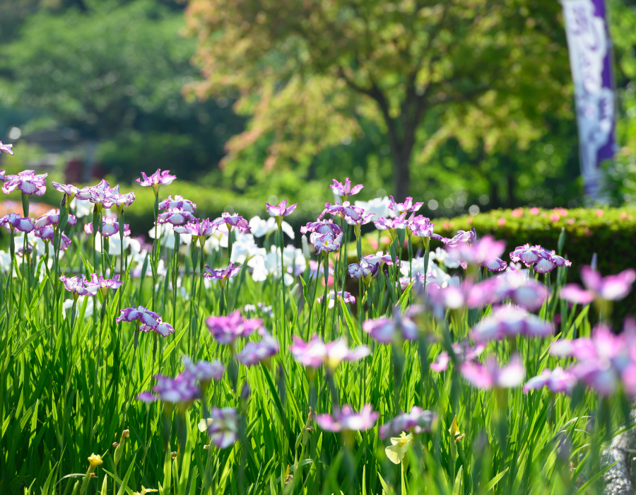 花しょうぶまつり