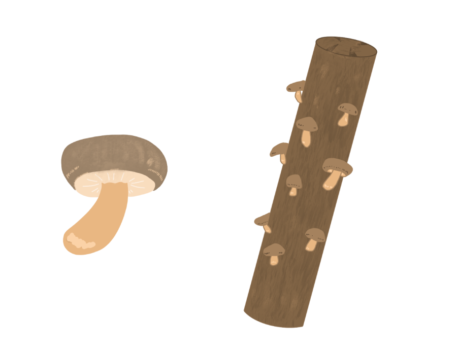 シイタケ菌打ち体験