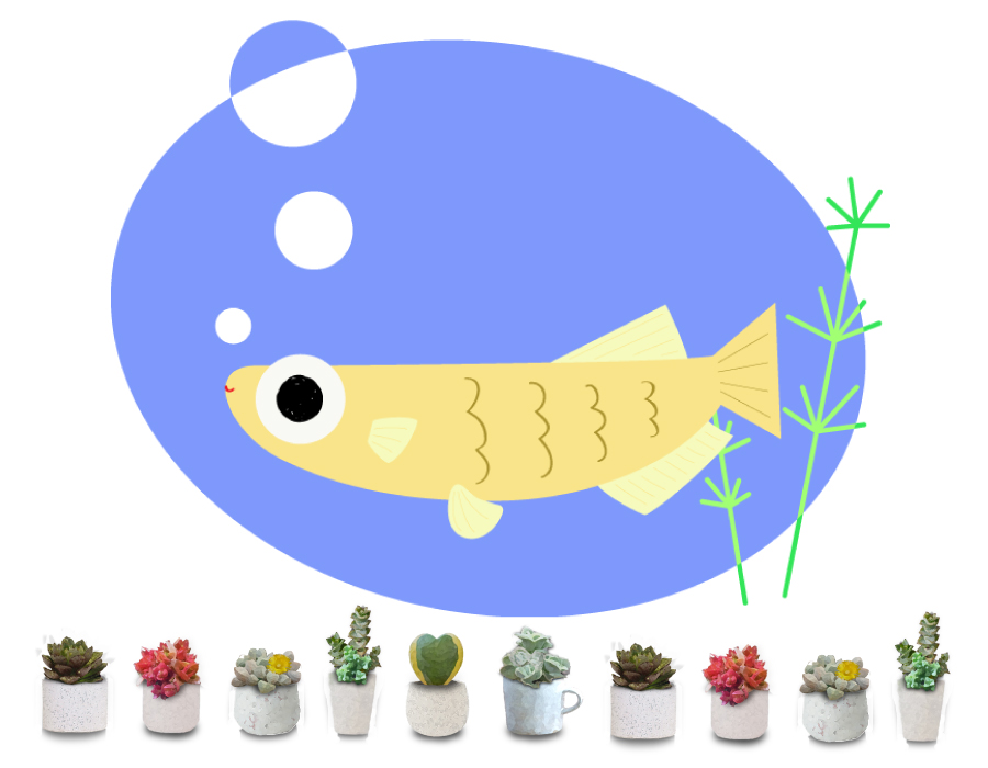 メダカ・多肉植物
