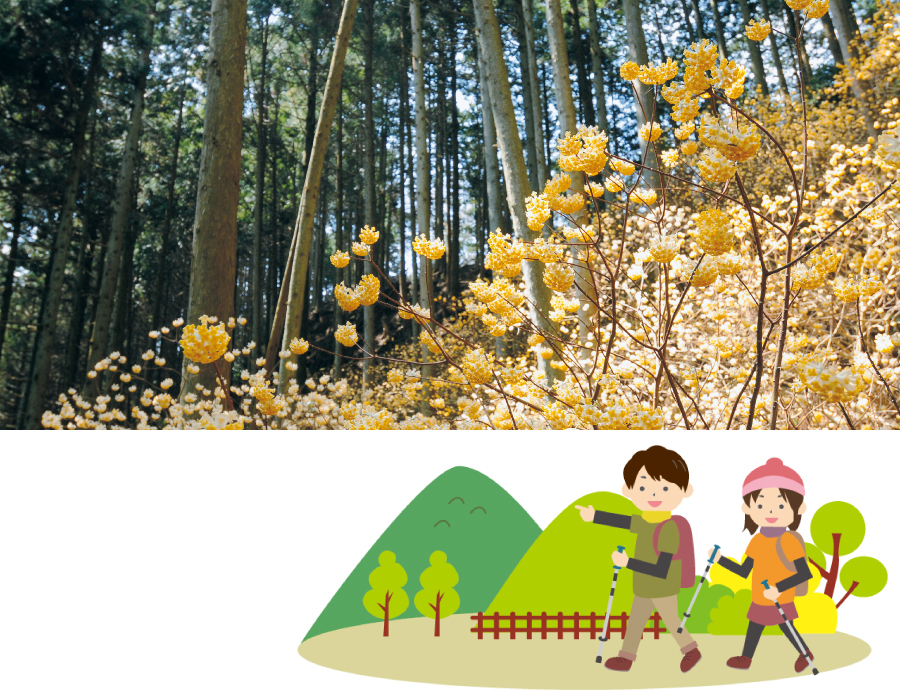 みつまた群生地登山