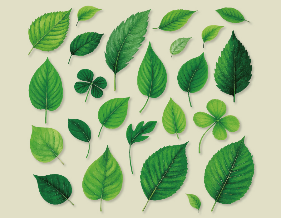 葉っぱをよく見て描こう