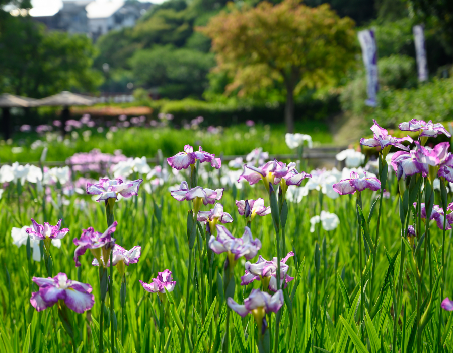 花しょうぶ園 花しょうぶ園