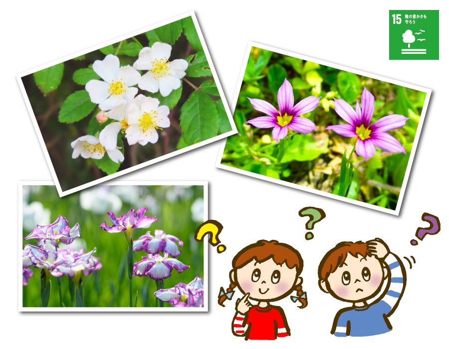 これなーんだ? これなーんだ?