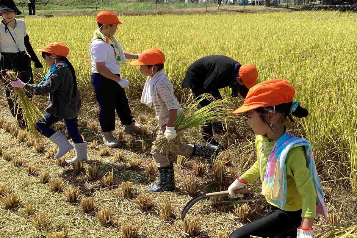 稲刈りをする様子