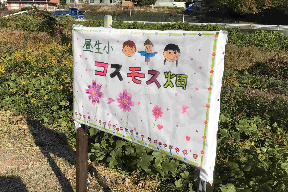 休耕田に種まきしたコスモスが咲いた様子